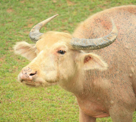 Krabi, Thailand - April06, 2010 - pink buffaloの写真素材