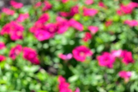 Flower pink colorful blur background in the garden with bokeh and empty space for text.の写真素材