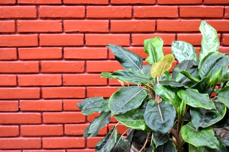 Pothos pot plant with a background as red brick wall.の写真素材