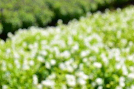 Flower colorful blur background vintage style and empty space for text.の写真素材