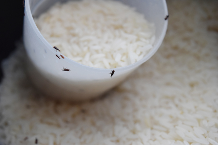 Thailand rice organic for storage until the insectsの写真素材