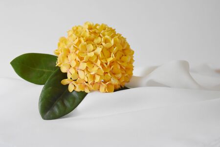 Ixora flower or Spike flower background yellow on soft white fabric and space for text.- Tropical Asia flowerの写真素材