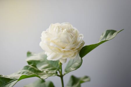 White flower have soft petals , Jasminum sambac in scientific name and space for text. - Tropical Asia flower.の写真素材