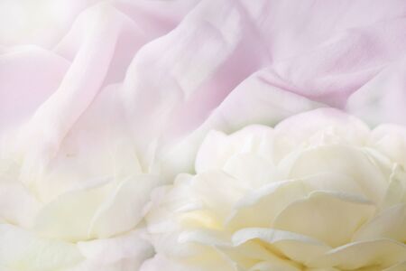 Background cotton fabric natural and has a soft ripple ,blend with soft white flower petals and empty space for textの写真素材