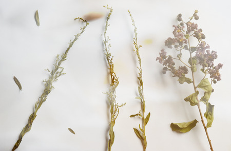 Dried flowers old vintage purple and green on white background.の写真素材