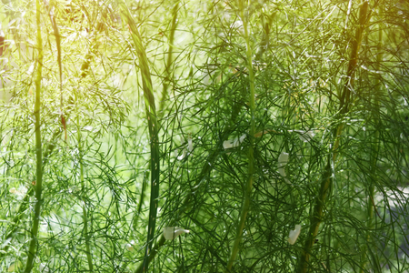 Natural green background The tree is slender and empty space for text.の写真素材