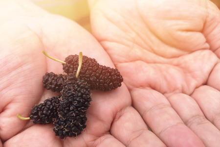 The close-up of the mulberry ripe dark magenta on the hand and space for text.の写真素材