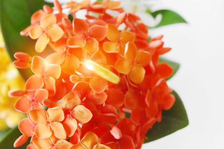 Gold ring have a special day. In the background is blur flower red, empty space for text.の写真素材