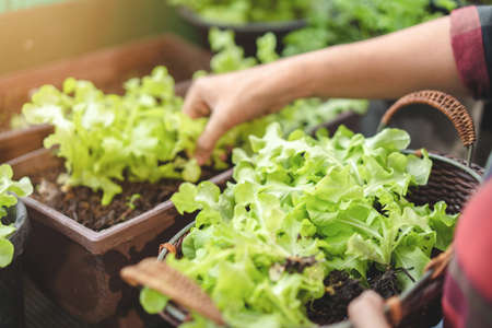 Asian woman gardener picking organic salad plant in plastic plant pot and holding Vegetable basket...