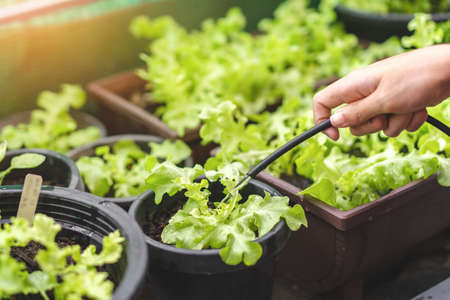 Asian woman gardener watering organic salad plant in plastic plant pot with watering hose, Vegetable gardening at home, Selective focus, Copy space, farming and growing your own food concept.の写真素材
