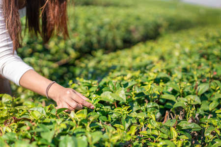 Asian woman gardener picking organic salad plant in plastic plant pot for breakfast at morning time, Vegetable gardening at home, Selective focus, Farming and growing your own food concept.の写真素材