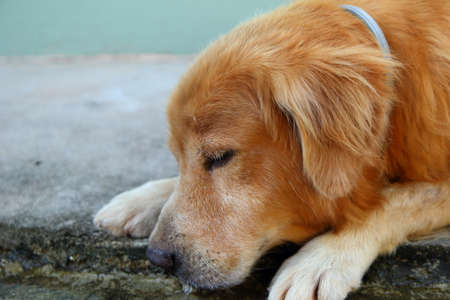 Retriever dogの写真素材
