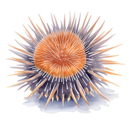 Sea urchin in cartoon style. Cute Little Cartoon Sea urchin isolated on white background. Watercolor drawing, hand-drawn Sea urchin in watercolor. For children's books, for cards, Children's illustration.の素材