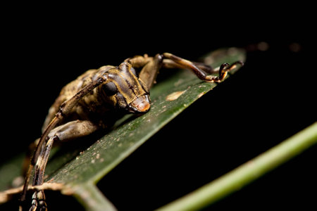 Wild Scary Bug