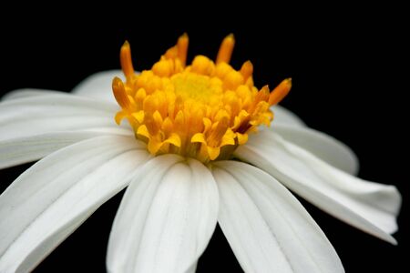 Wild White Daisyの写真素材