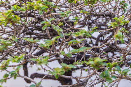 tree leavesの写真素材