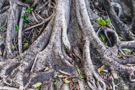 tree roots