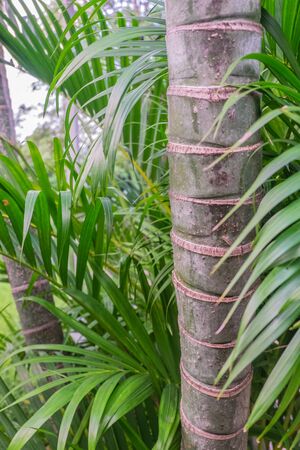 tree trunkの写真素材