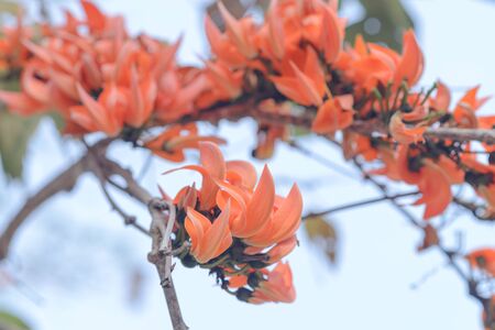 Orange flowers with blue skyの写真素材