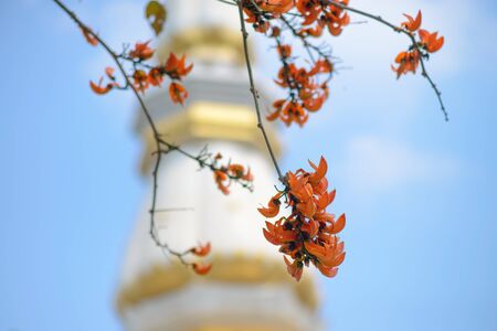 Orange flowers with blue skyの写真素材