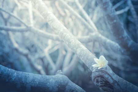 White flower in the darkの写真素材