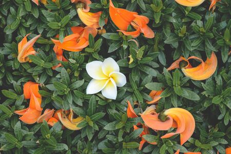 Orange-Green Flowers textureの写真素材