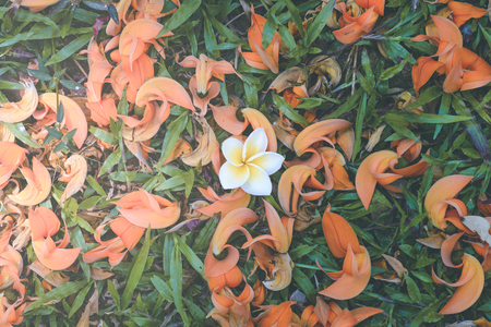 Orange-Green Flowers textureの写真素材