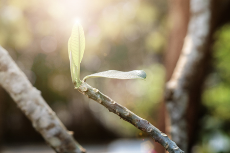 New Leaves New Lifeの写真素材