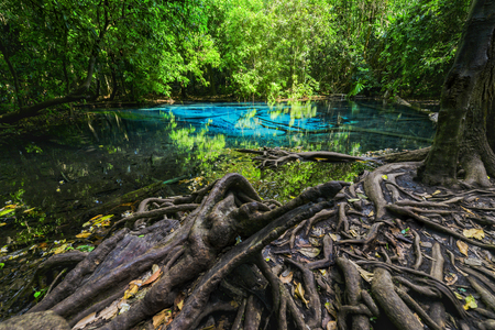 The green pond of thailandの写真素材