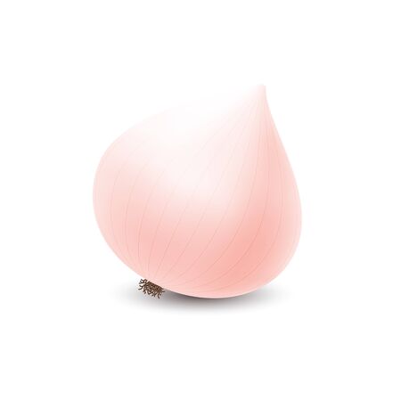 Orgenic onion for healthy.のイラスト素材