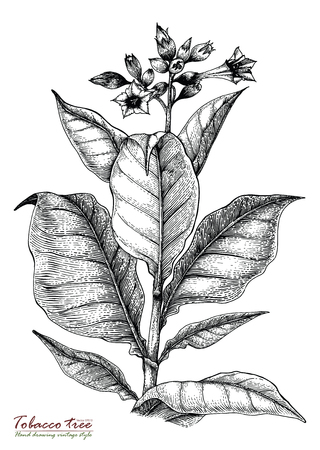 Tobacco tree hand drawing vintage styleのイラスト素材