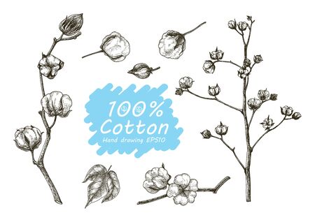 Cotton vector set hand drawingのイラスト素材