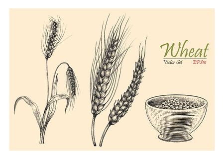 Wheat vector set hand drawing vintage styleのイラスト素材