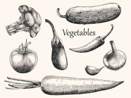 Vegetables hand drawing engraving styleのイラスト素材