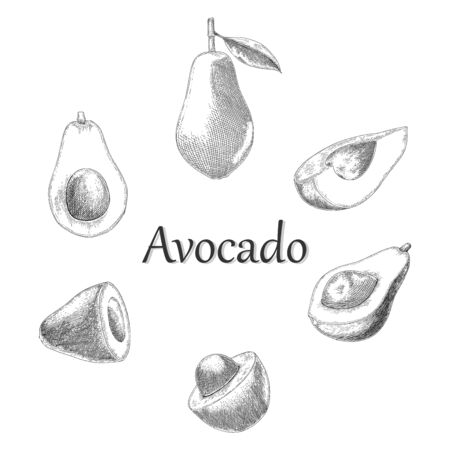 Avocado hand drawing engraving styleのイラスト素材