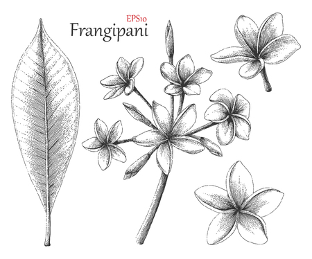 Frangipani hand drawing vintage styleのイラスト素材