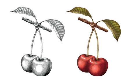 Cherry hand drawing vintage engraving illustration black and white with fill colorのイラスト素材