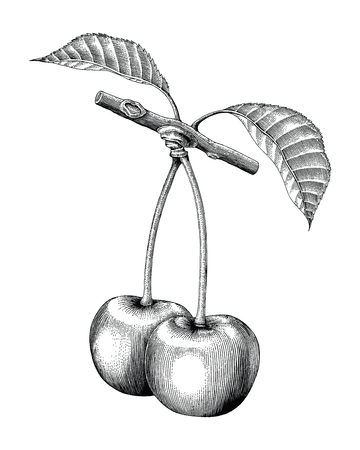 Cherry hand drawing vintage engraving illustrationのイラスト素材