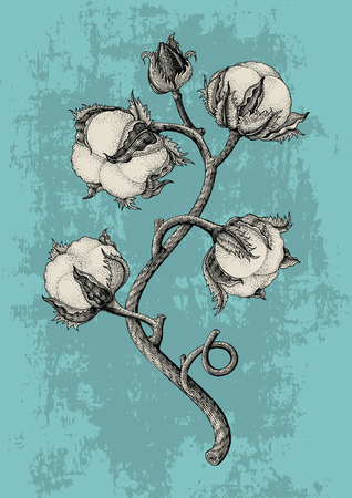 Cotton plant hand drawing vintage engraving style isotale on grunge backgroundのイラスト素材