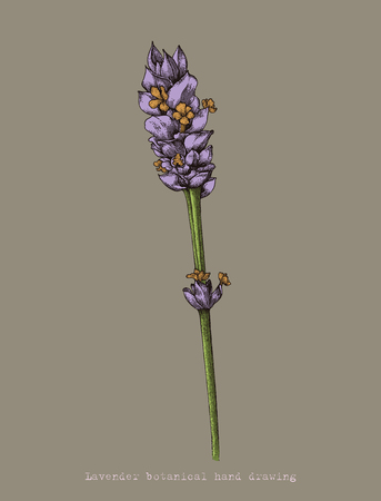Lavender botanical hand drawing autique styleのイラスト素材