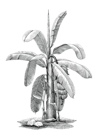 Banana tree botanical hand drawing vintage clip artのイラスト素材