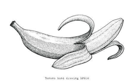 Banana hand drawing engraving style,Banana black and white clipartのイラスト素材