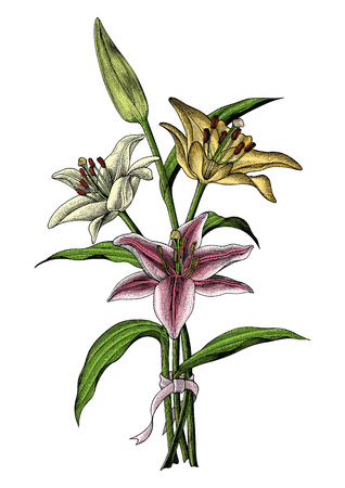 Lily flowers hand draving vintage illustrationのイラスト素材