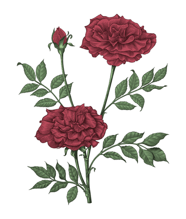 Roses hand drawing vintage engraving illustration on white backgroundのイラスト素材