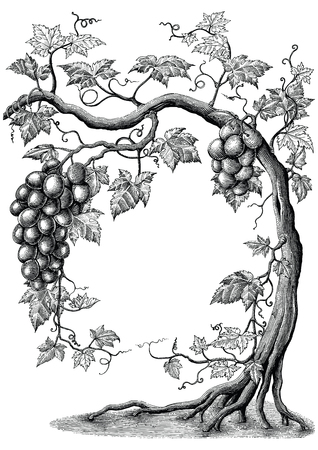 Grape tree hand drawing vintage engraving illustration on white backgroundのイラスト素材