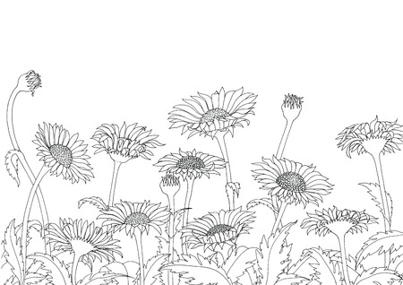 Daisy field outline sketch hand drawing on white backgroundのイラスト素材