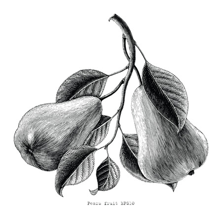 Pears fruit hand drawing vintage engraving illustration on white background のイラスト素材