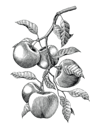 Apple branch hand drawing vintage engraving illustration isolate on white backgroundのイラスト素材