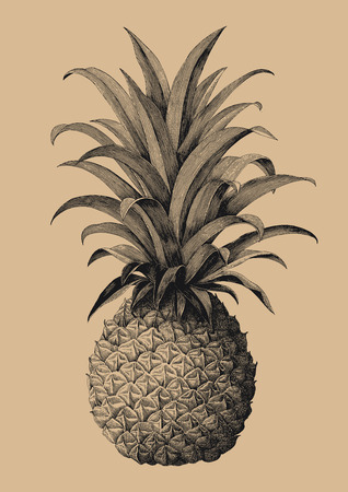 Pineapple hand drawing vintage engraving styleのイラスト素材
