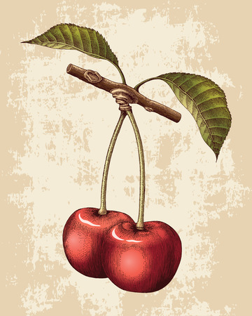 Cherry hand drawing vintage engraving illustrationのイラスト素材